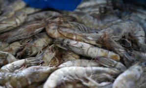 Diduga Menyalahi Aturan Peruntukan, KKP Amankan 1.048 Ton Udang Impor di Jawa Timur