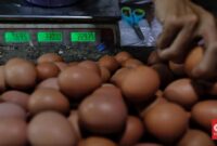 Atasi Anomali Harga Telur, Mentan Instruksikan Bulog dan ID Food Serap Rp30 Miliar