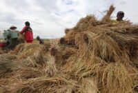 Dongkrak Produksi Pangan, Kementan Targetkan Tambahan 2 Juta Ton GKP Melalui Pertanian Modern