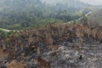 Polri Tetapkan 4 Korporasi Jadi Tersangka Kasus Kebakaran Hutan dan Lahan