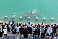 Terjebak di Kanal Busan, Hiu Bukang-i Pikat Ratusan Ribu Warga Korea Selatan